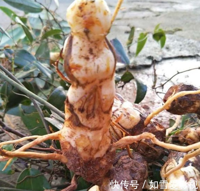 大块头|山里若有这种“大块头”，请你多拿几个麻袋去装，有价值