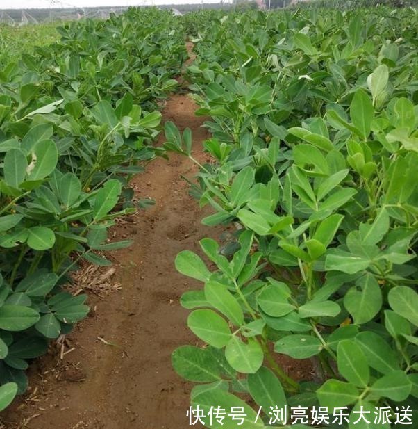 花生的生殖方式 花生的生殖方式