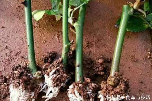 学会了这几点扦插技巧，随时随地扦插，棵棵都成活，非常简单！