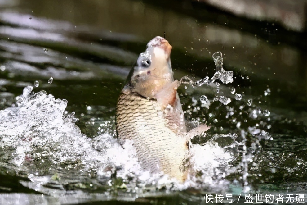 空钩|用蚯蚓钓鱼不会调漂?两种靠谱调漂方法,怎么用都好——盛世三渔