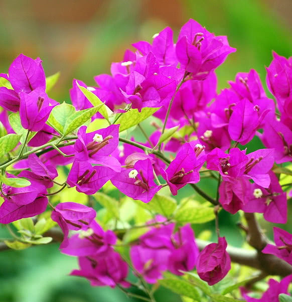 三角梅不开花喝了3种“催花水”，冒满枝的花，花开娇艳爆满盆