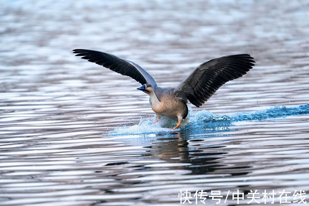 光圈|尼康Z400mm f/2.8上手体验：画质极佳的定焦长焦镜头