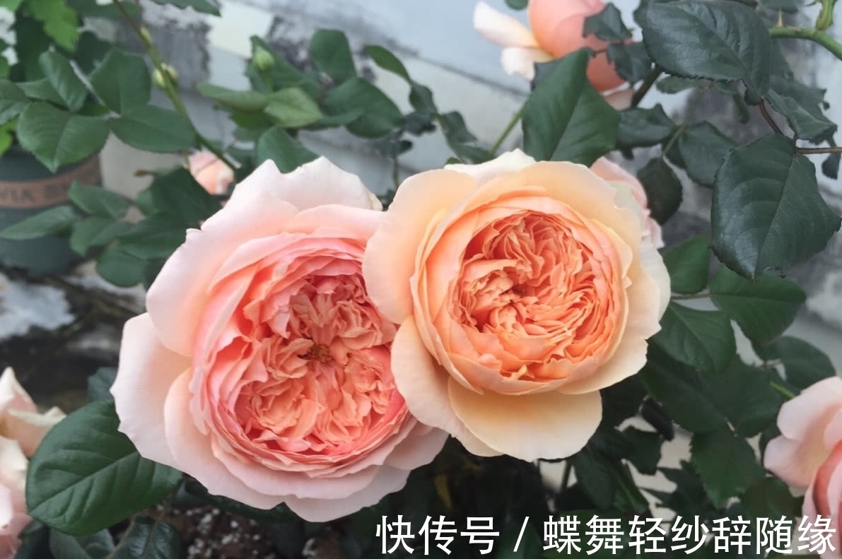 绿萝早该扔了,此花一开300天,浇水就能活!