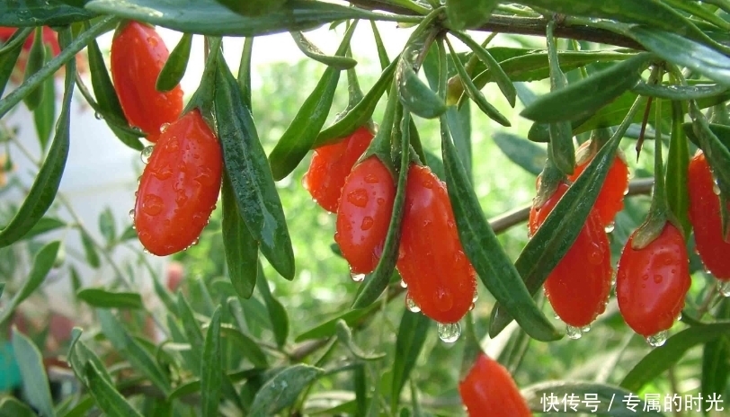 枸杞子|一年四季都可以吃枸杞,吃对了,效果才更好,但吃错了却很伤身。