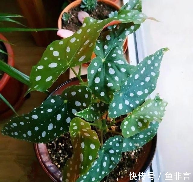 13种耐阴花卉，光照不足也能生长旺盛，开花茂密