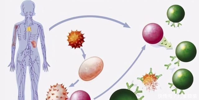 免疫力 人體健康的強健盾牌