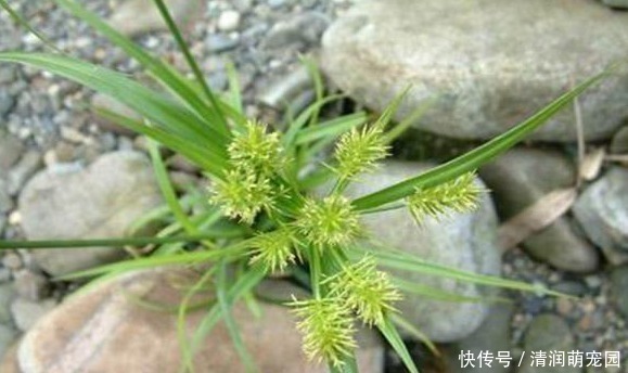 贵州草药|农村一种野草长相丑陋,全身带刺,却是治疗女性病的好帮手!