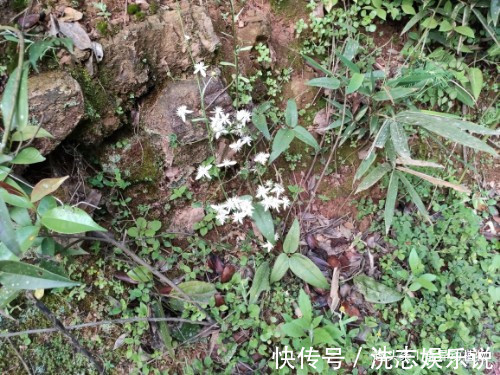 大夫|很多人看它只是漂亮的野花,而在中医眼里可是治病良药