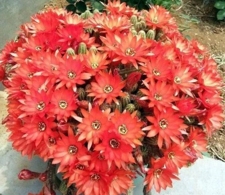 家养这些植物,不仅有很好的观赏价值,更有着招财进宝的寓意