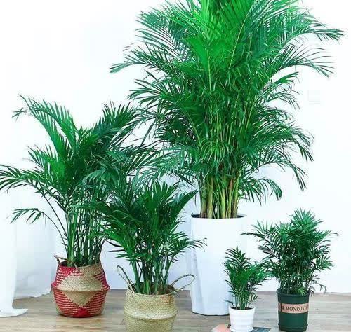 20种吉利大盆栽,客厅放一盆,吸收废气去异味,寓意好更养人