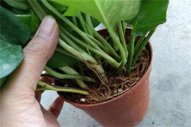 黄豆|绿萝的最爱,家家都有,2周喂一点,叶子油绿翠亮,新叶巴掌大