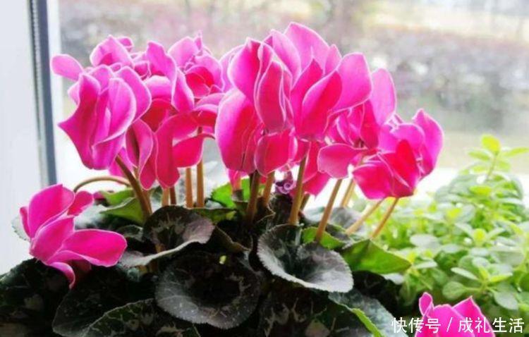 沙漠玫瑰沙漠玫瑰|5种花懒人花,好养易活不易生病,有阳光就爆盆