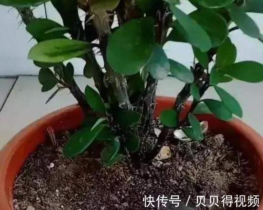 吃剩的橘子皮别乱扔,拿来养花有5大好处,此些你都知道吗