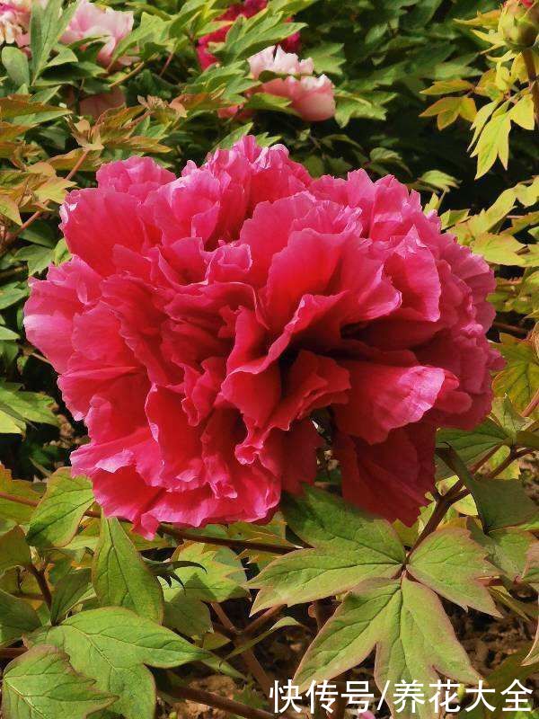 这么多花，为什么偏偏牡丹是“花中之王”？看完你也得服