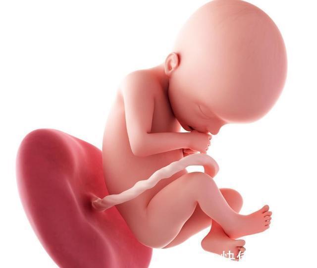 准妈妈|孕4个月，孕妈饮食要遵循“四要二不要”原则，胎儿越长越健康！
