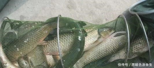 钓竿|夜钓最好的机会来了!18条经验助你成功爆护!