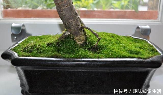 论水的重要性!盆景放苔藓该怎么浇水!