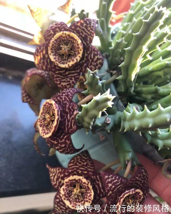 家里养了这花，满屋子都是臭味，家人让我赶紧扔掉