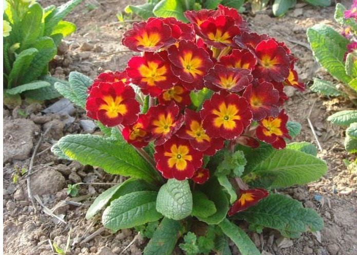 花盆里加点它,盆栽20年不烂根,叶绿花艳根肥壮,不用上肥料