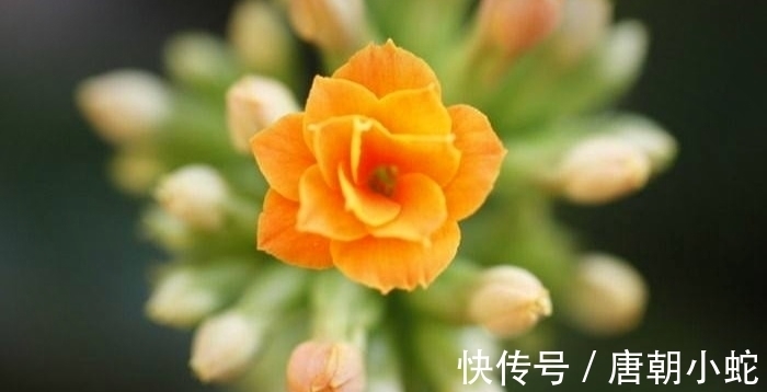 天增岁月人添寿,福寿吉庆长寿花