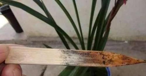 想让君子兰|养护君子兰,2个肥料轮流用,一种长厚叶,一种开大花