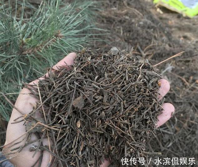 营养|养花配土,路边捡“天然酸性土”,稍加处理,秒变“万能营养土”