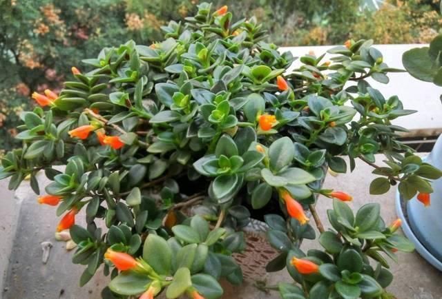 接给植物浇水|将吃剩下的果皮,简单一处理养花,让植物越长越旺