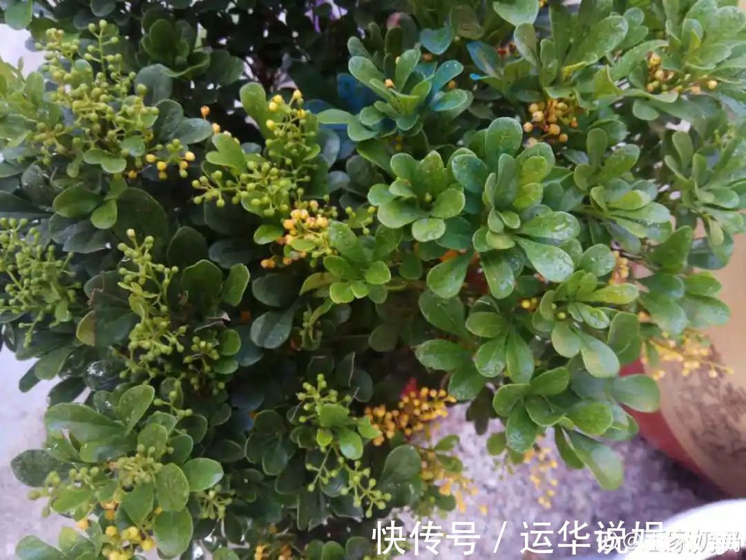 10种花爱喝醋,浇水加点酸,叶子油亮爱开花!