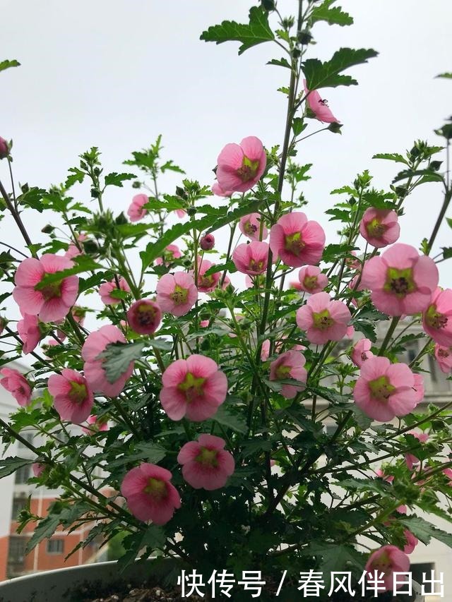 小木槿的“棒棒糖”,3月做好4件事,花比叶子密,灿烂180天