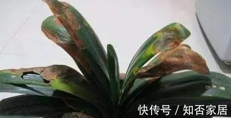 休眠期|栽培君子兰出现问题,基本是以下方面的原因,解决方案都在这里