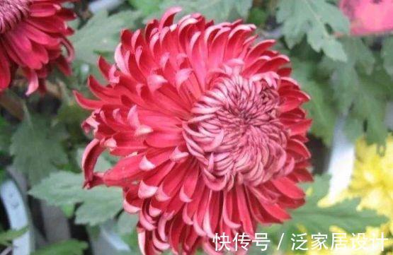 康乃馨|农历7月28号起,最适合养这些花,花姿妖娆,芳香四溢