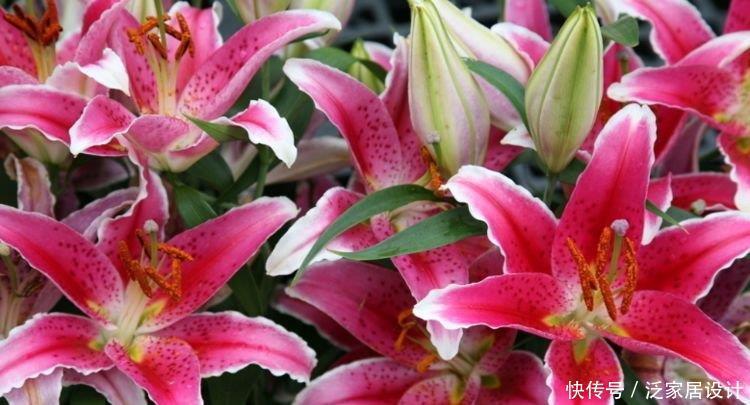 家养4种花,花期长,花色艳丽,赏心悦目,你喜欢哪一种?