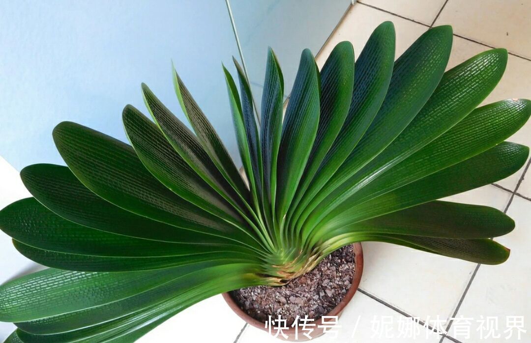 李大姐养君子兰，年年开大花，有吉祥好兆头，原来是她做对5件事