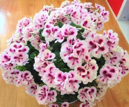 养花要注意,这几种水不能浇花,不然黄叶又烂根!