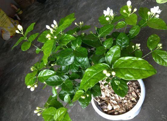 花卉市场“水深”里这四种花别买,买一盆死一盆,根本养不活!