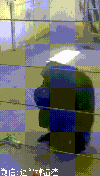 |段子:看着这猴子娴熟的吸烟动作,我觉得它肯定有很多故事!