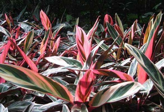 巴西木|红色的铁树是一种非常好的中药材,连花瓣和地下茎都是,你需要的