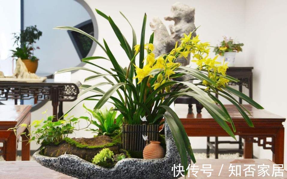 空气干燥器|三伏天,家庭养花,不注意这些地方,害虫爬满盆栽,保不住