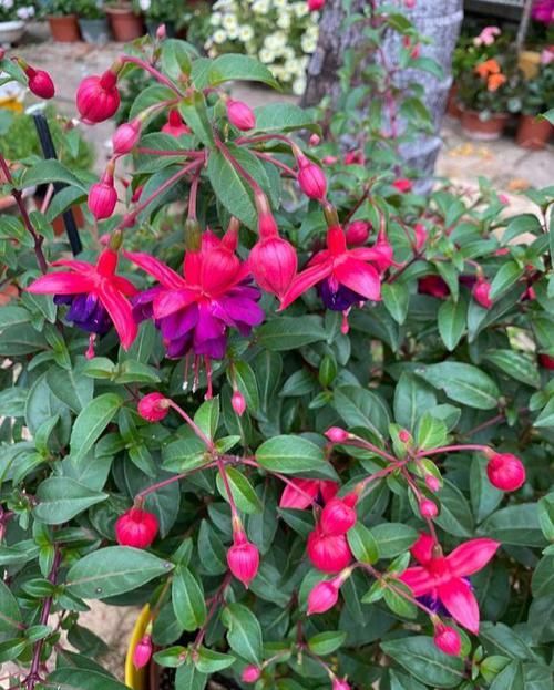 养了一盆花，挂满各种“小花灯”，喜欢春秋天，夏天“度夏死”