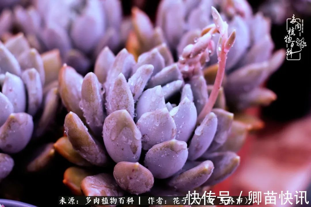 为了爱情来到陌生城市,偶遇多肉,地老天荒的爱恋!