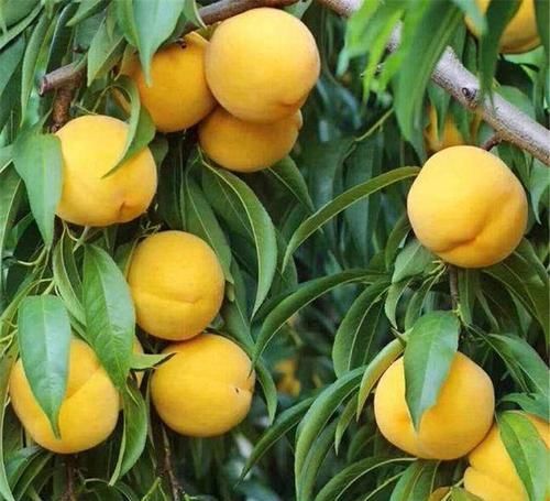 春天要身体好，吃几种食物，杀菌排毒，润肤养颜，不显老