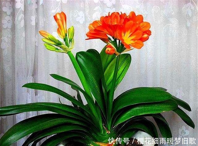 春天养君子兰,做好“2个多”,叶片整齐,肥厚油绿,来年开爆盆