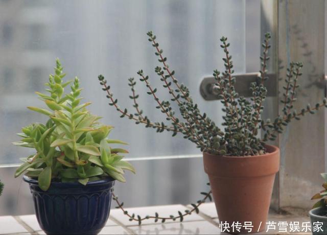 叶子|这种多肉,越浇水越丑,不浇水反而胖成球