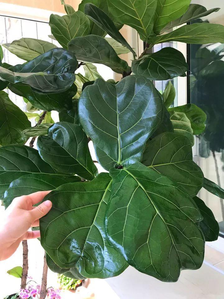 用它喷在花叶子上,不招虫长的快,叶子绿油油!