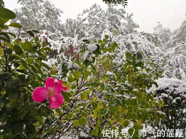 雪景|惊艳！平凉迎来入秋第一场雪，刷爆朋友圈！