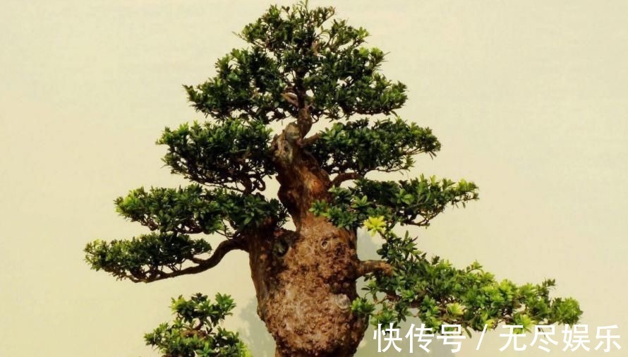 想要把小苗罗汉松,快速打造成“老桩盆景”,要做好这“几点”