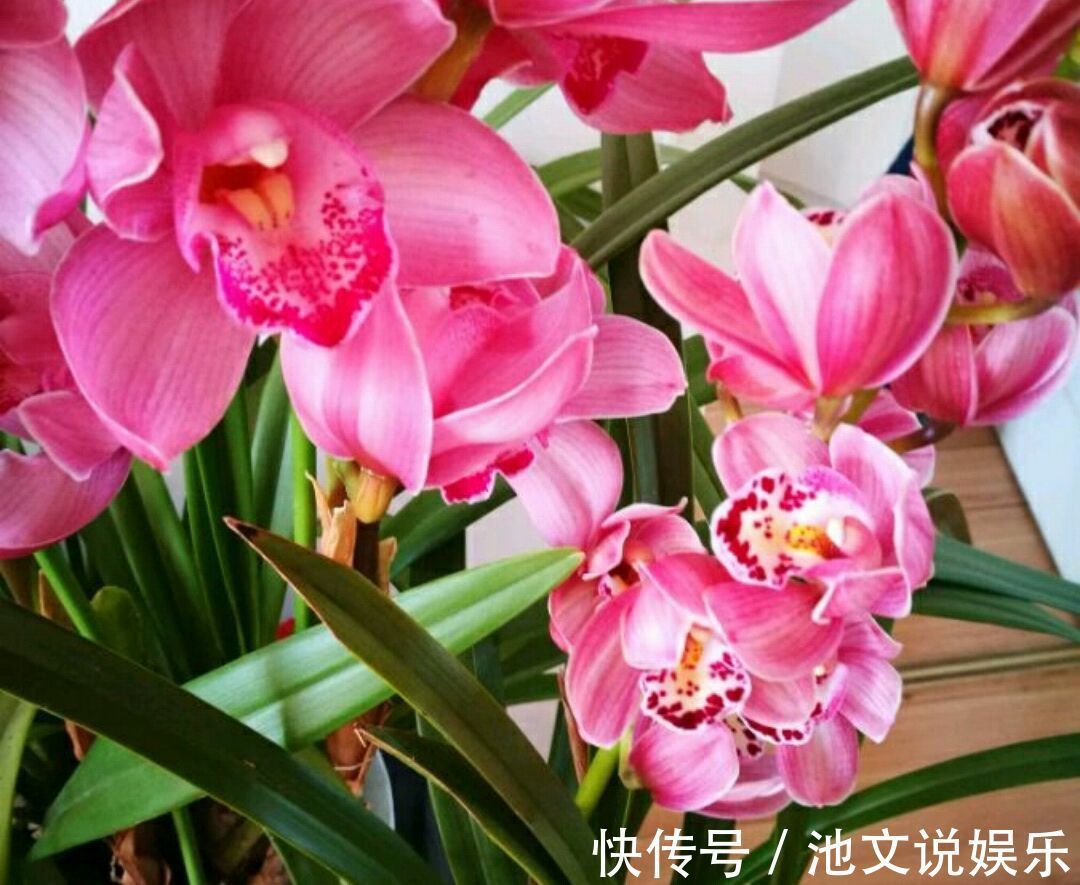 花盆|养大花蕙兰,选错花盆有风险,好多兰友易忽略,根系往外长