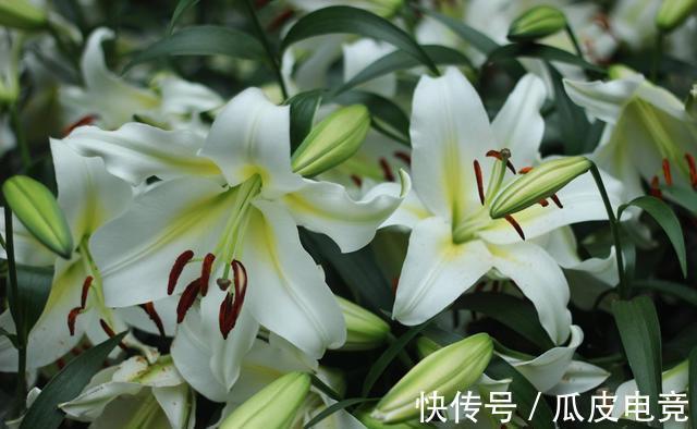 农历9月23日霜降后,养什么花?以下3种花,年年如意岁岁平安