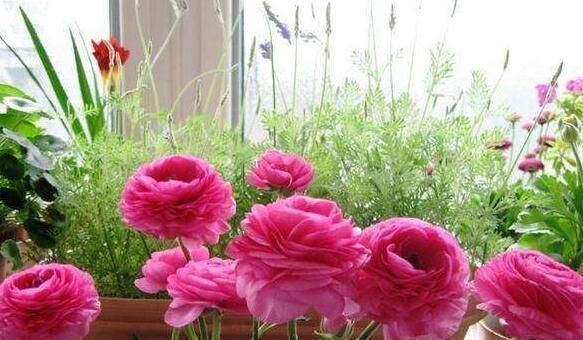 芹菜|阳台养一盆这个花,叶子像芹菜,开花像玫瑰,种一次,年年开花