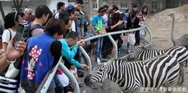 斑马|几千年来,非洲人为何不驯服斑马,建立斑马铁骑横扫欧亚